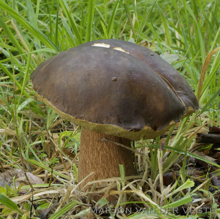 Bronskleurig eekhoorntjesbrood - Boletus aereus